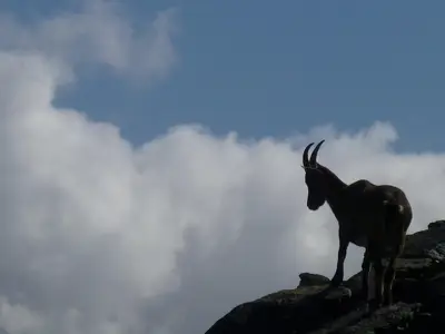 Wildtiere