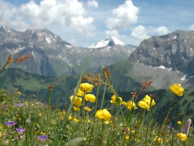 Blick vom Sillerenbühl nach Engstligen