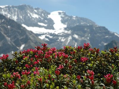 Der Wildstrubel mit Alpenrosen