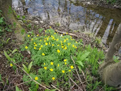 am Bach