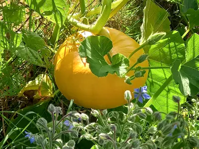 Kürbis im Gemüsegarten