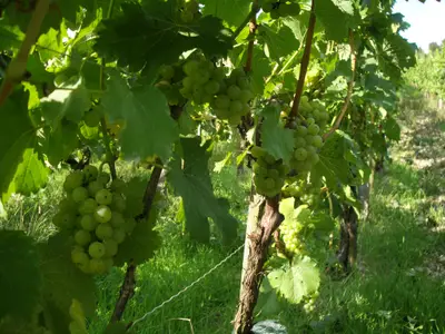Unser Weinberg