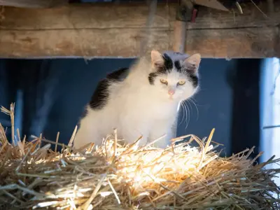 2 Katzen haben wir auch