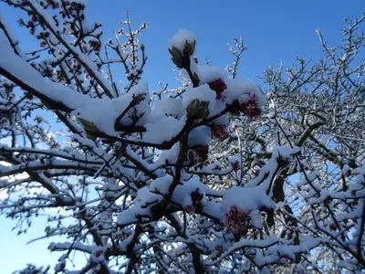 Ferienwohnung für 2 Personen (32 m²) in Ahrenshoop 4/10