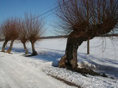 Ferienwohnung für 4 Personen (90 m²) in Ahrenshoop 7/10