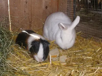 Ferienwohnung für 5 Personen (62 m²) in Aich 8/10