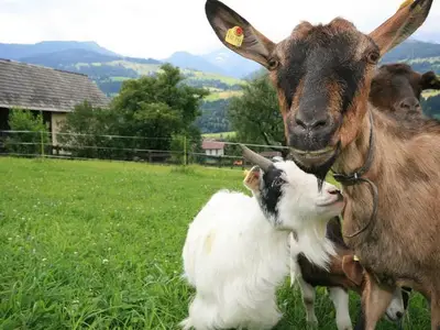Ferienwohnung für 5 Personen (62 m²) in Aich 9/10