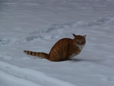 Katze im Schnee