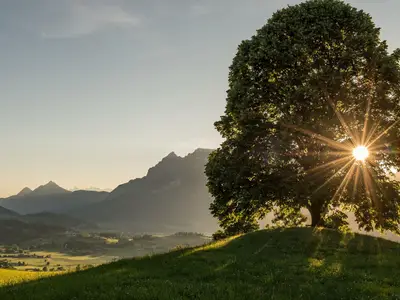 Sonnenuntergang unter der Linde
