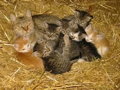 Katzen