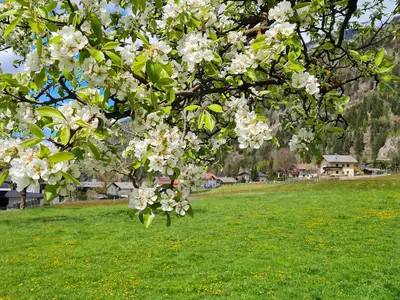 20230429_133340GstinighofBirnenblüte