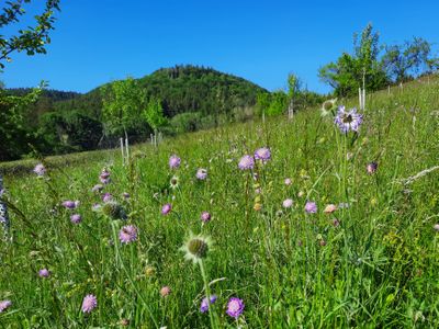 Frühlingsstimmung hinter dem Haus