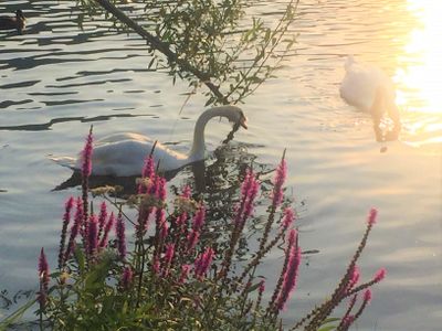 Haus Moselwiese Garten Ausblick Fluss