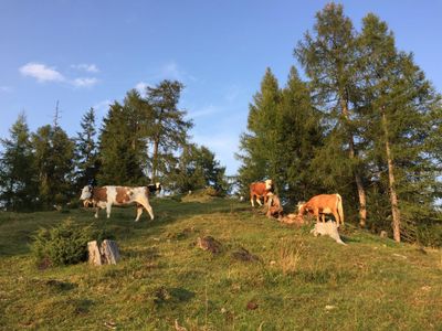 Aussergraben_Alpbach_ Almsommer