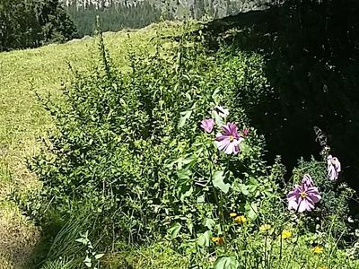 Hansler Appartements - Garten