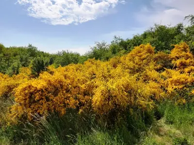 Ferienwohnung für 4 Personen (50 m²) in Alt Reddevitz 4/10