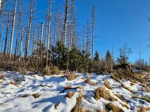 Ferienwohnung für 4 Personen (45 m²) in Altenau