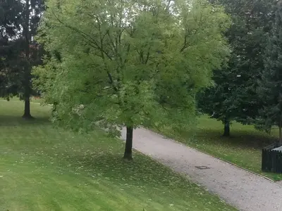 Ferienwohnung für 3 Personen (45 m²) in Altenau 2/10