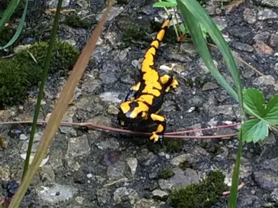 Ferienwohnung für 6 Personen (60 m²) in Altenau 10/10