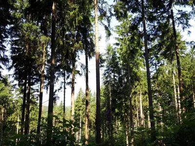 Ferienwohnung für 2 Personen (40 m²) in Altenberg 10/10