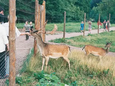 Ferienwohnung für 4 Personen (40 m²) in Altenberg 8/10