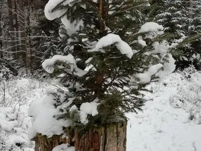 Ferienwohnung für 4 Personen (65 m²) in Altenberg 6/10