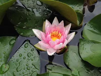 Die Seerosen blühen auf der Gartenseite der No 1