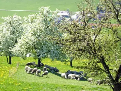 Ferienwohnung für 12 Personen (100 m²) in Altmünster 4/10