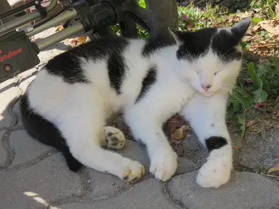 Katze am Hof