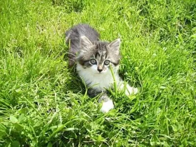 Ferienwohnung für 4 Personen (70 m²) in Altreichenau 5/10