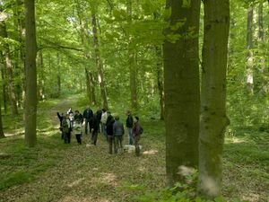 Wanderung in den Buchenwäldern des Naturschutzgroßprojekts Hohe Schrecke