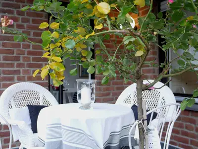 FeWo Rheinhoehe-Andernach Terrasse