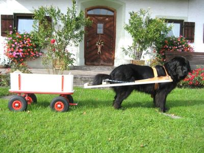 Haus Gollinger - Hund Anka