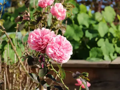 Blumen