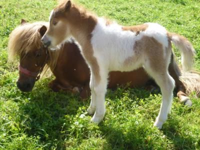 Zuckersüß und einfach herzig anzusehen ... unsere Ponys