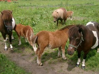 Ponys in unserem Garten