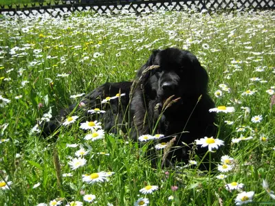 Haus Gollinger - Hund Anka
