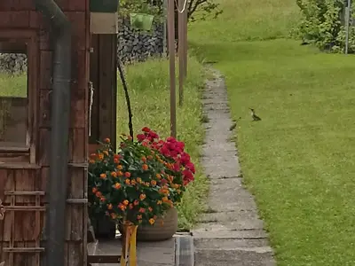 Herr Grünspecht zu Gast bei uns!