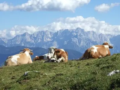Ferienwohnung für 4 Personen (30 m²) in Annenheim 8/10