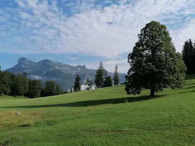 Ferienwohnungen Trisselwand, Grundlsee, Wald