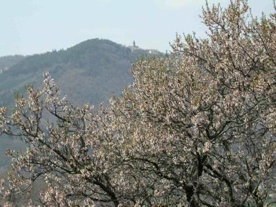 Mandelbaum im Februar