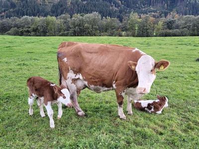 " gesunde Kühe und Kälber auf unseren Weiden"