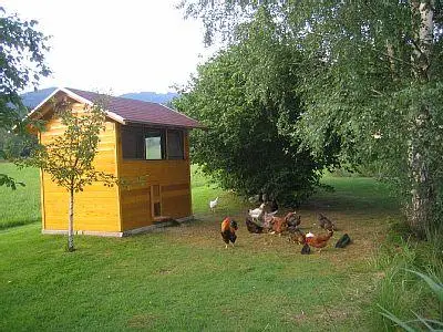 Hühner