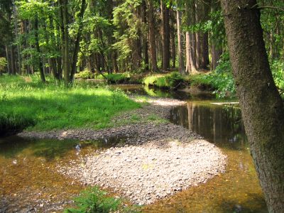 Wald - Ferienhaus Pöttgen