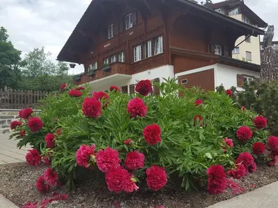 Ferienwohnung für 4 Personen (35 m²) in Arosa 3/10
