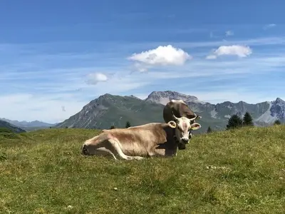 Ferienwohnung für 4 Personen (65 m²) in Arosa 9/10