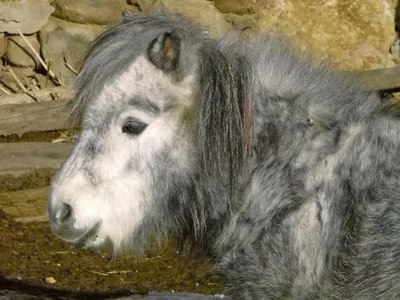 Ferienwohnung für 5 Personen (60 m²) in Arriach 10/10