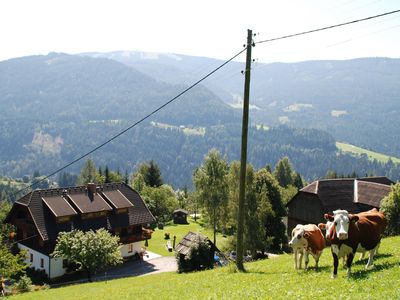 Sommer mit Kühen