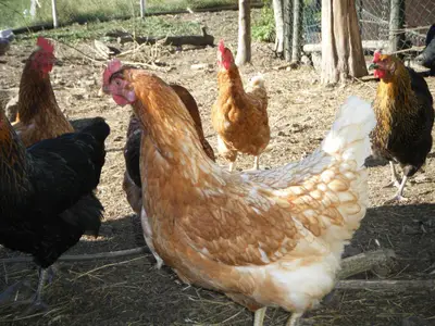 Tiere des Hofes