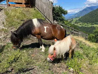 Ferienwohnung für 5 Personen (54 m²) in Arzl im Pitztal 7/10